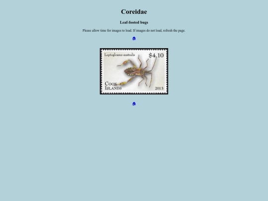 Coreidae screenshot