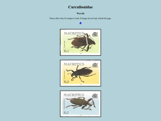 Curculionidae screenshot