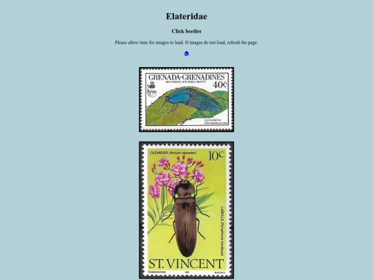 Elateridae screenshot