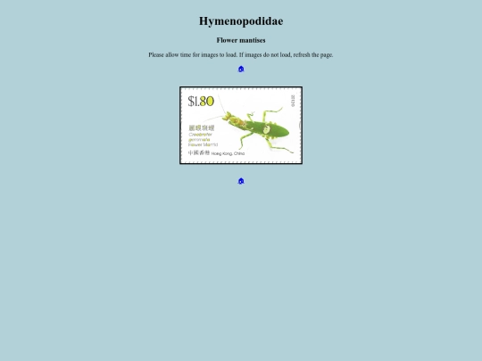 Hymenopodidae screenshot