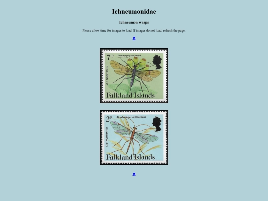 Ichneumonidae screenshot