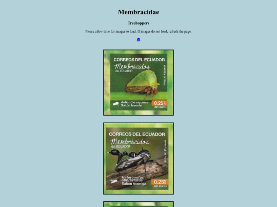 Membracidae screenshot