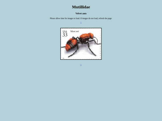 Mutillidae screenshot