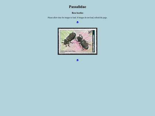 Passalidae screenshot
