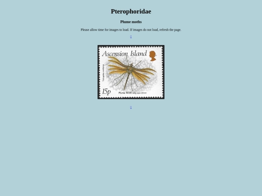 Pterophoridae screenshot