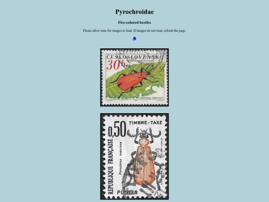 Pyrochroidae screenshot