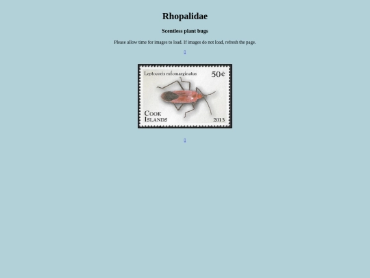 Rhopalidae screenshot