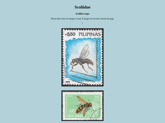 Scoliidae screenshot