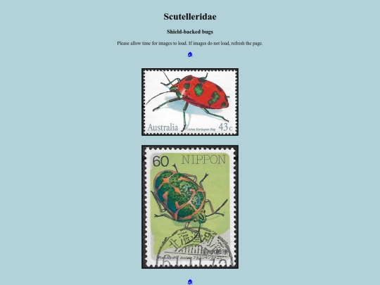 Scutelleridae screenshot