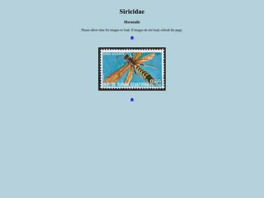 Siricidae screenshot