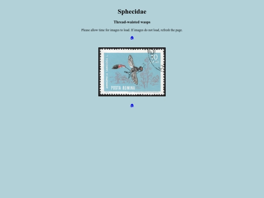 Sphecidae screenshot