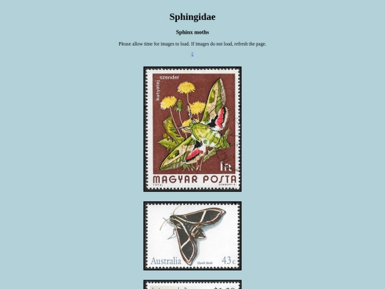 Sphingidae screenshot