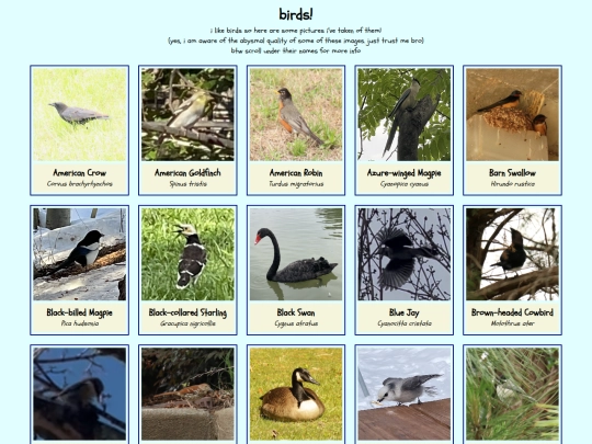birds screenshot
