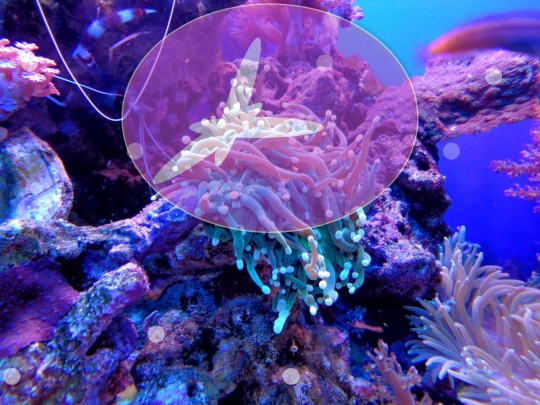 art/time-coral screenshot