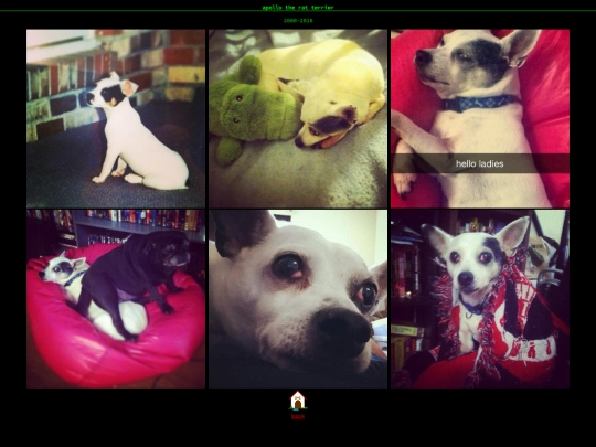 doggy/apollo screenshot