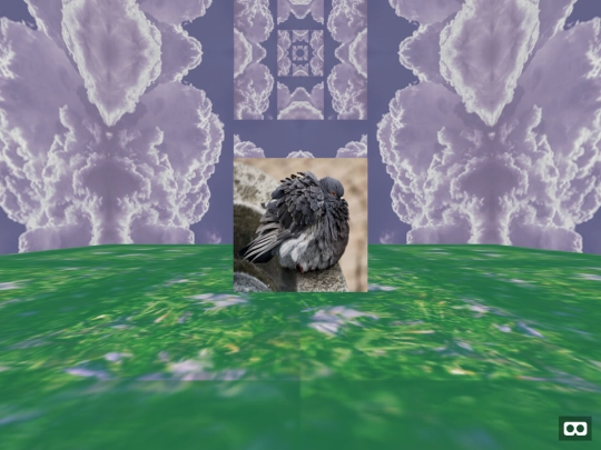 pigeoncube screenshot