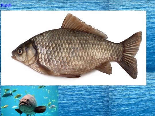 fish screenshot