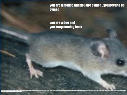 rat screenshot