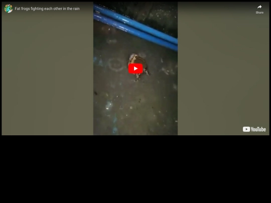 frog screenshot