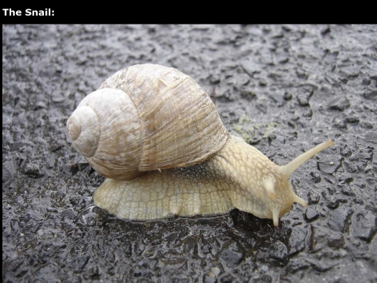 thesnail screenshot