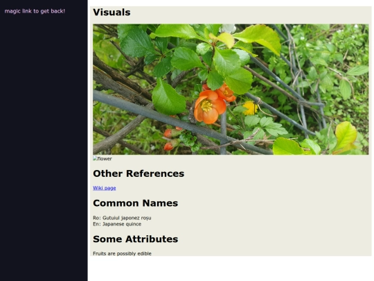identified-plants-pages/Chaenomeles japonica/chaenomeles-japonica screenshot