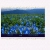 morninggloryfields.neocities.org avatar