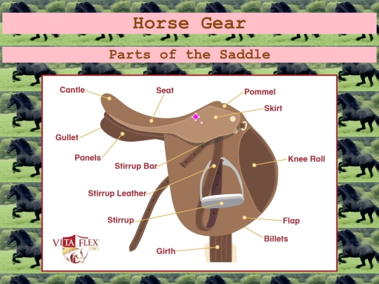 lessons/horsegear screenshot
