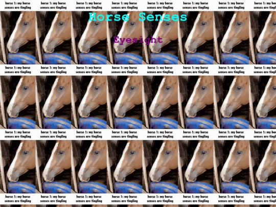 lessons/horsesenses screenshot