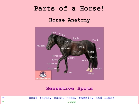 lessons/partsofhorses screenshot