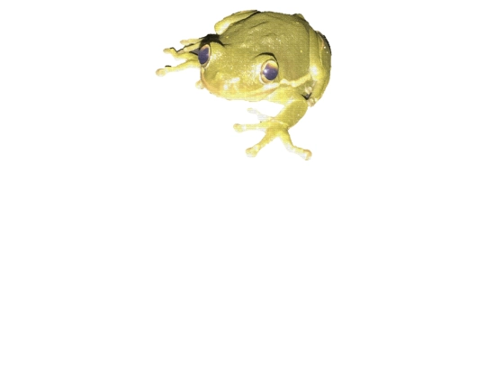 frog screenshot