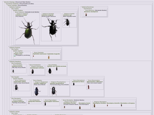 Guides/PageColeoptera screenshot