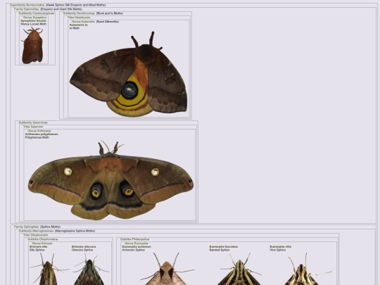 Guides/PageLepidoptera screenshot