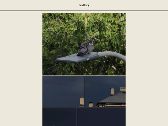 gallery screenshot