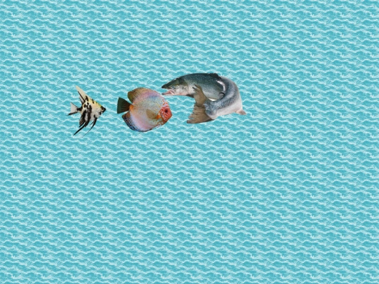 fishpaste screenshot