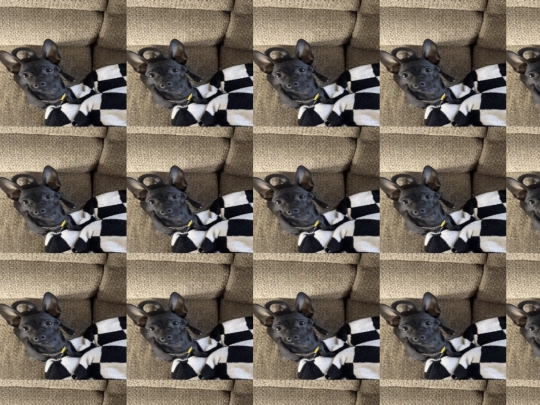 dexy screenshot