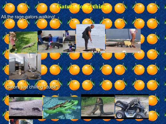 gators_doing_things screenshot