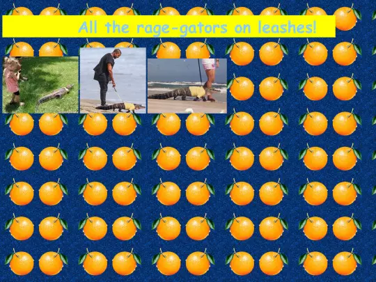 gators_on_walks screenshot