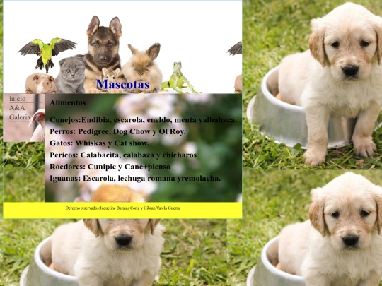 paginas/Alimentos screenshot