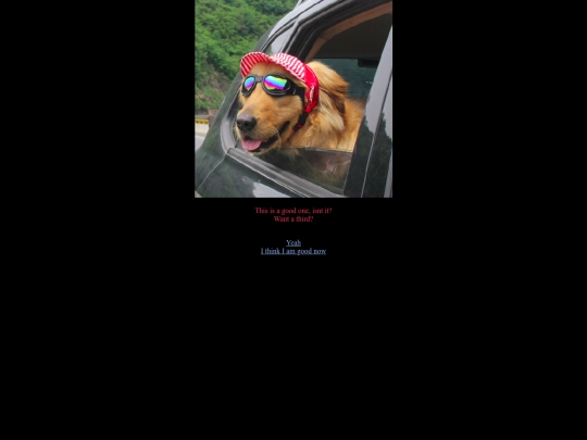 anotherpictureofadog screenshot