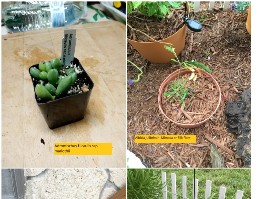 Succulent_ID/all screenshot