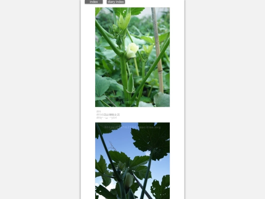 2024/hadaikon2024jul4 screenshot