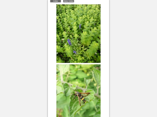 2024/hadaikon2024jun4 screenshot