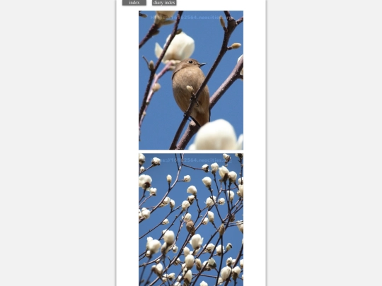 2024/hadaikon2024mar11t screenshot