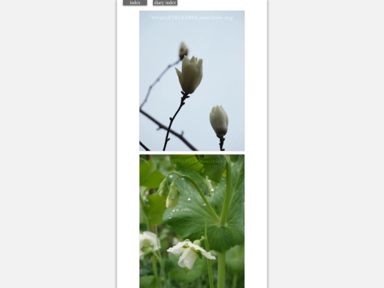 2024/hadaikon2024mar6 screenshot