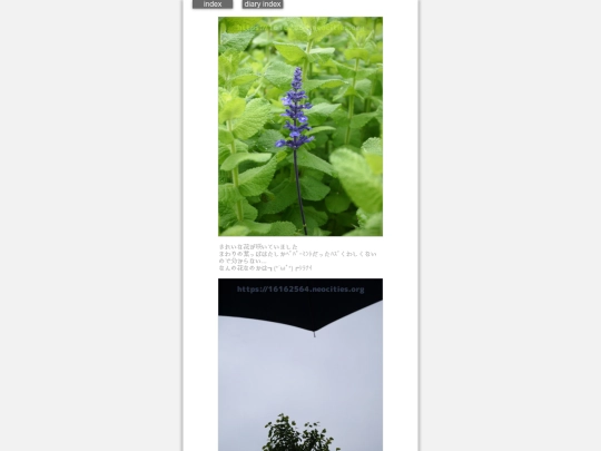 2024/hadaikon2024may31 screenshot