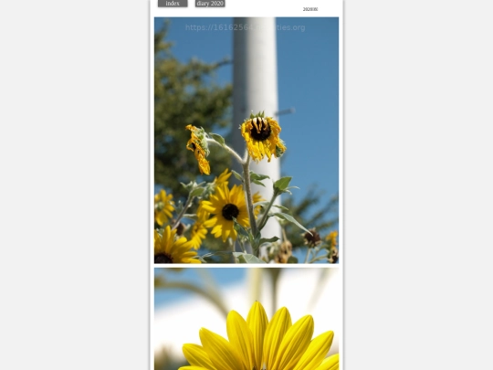 hare2020aug8 screenshot