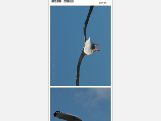 hare2020nov7 screenshot