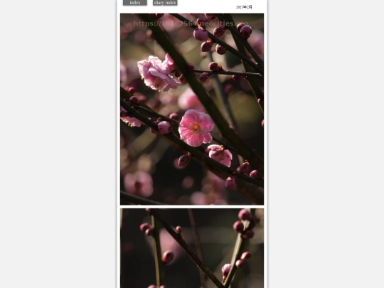 hare2021feb12 screenshot