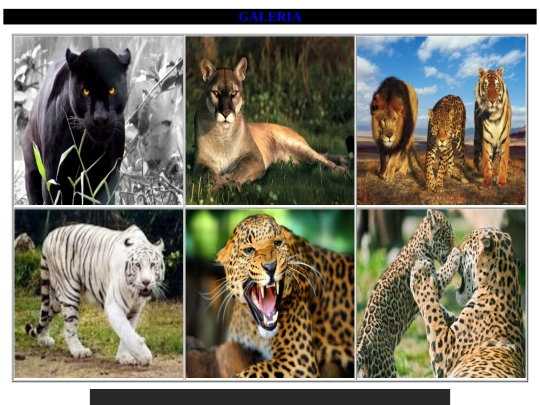 sala/html/galeriaanimales screenshot