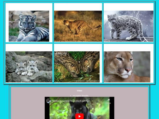 animales felinos/felinos screenshot
